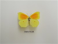 藏品(外國蝴蝶)的圖片